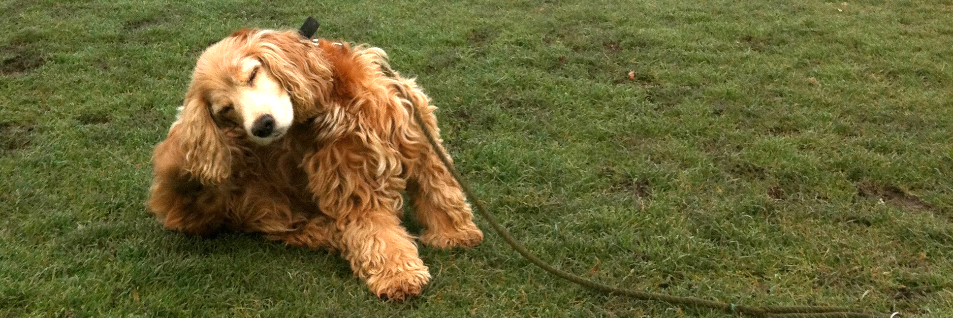 Dog Scratching